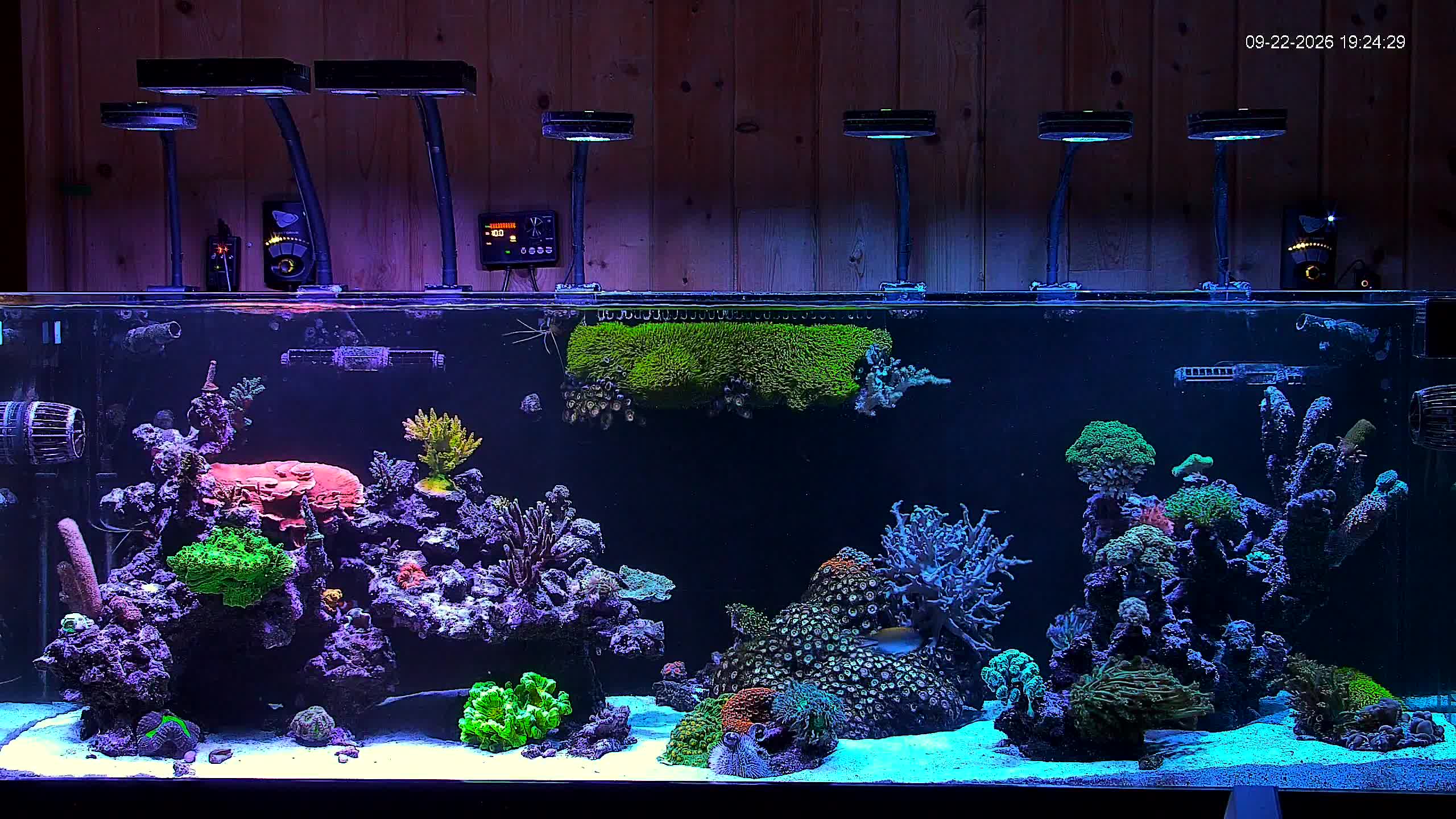 Reef aquarium photo shared in the chat